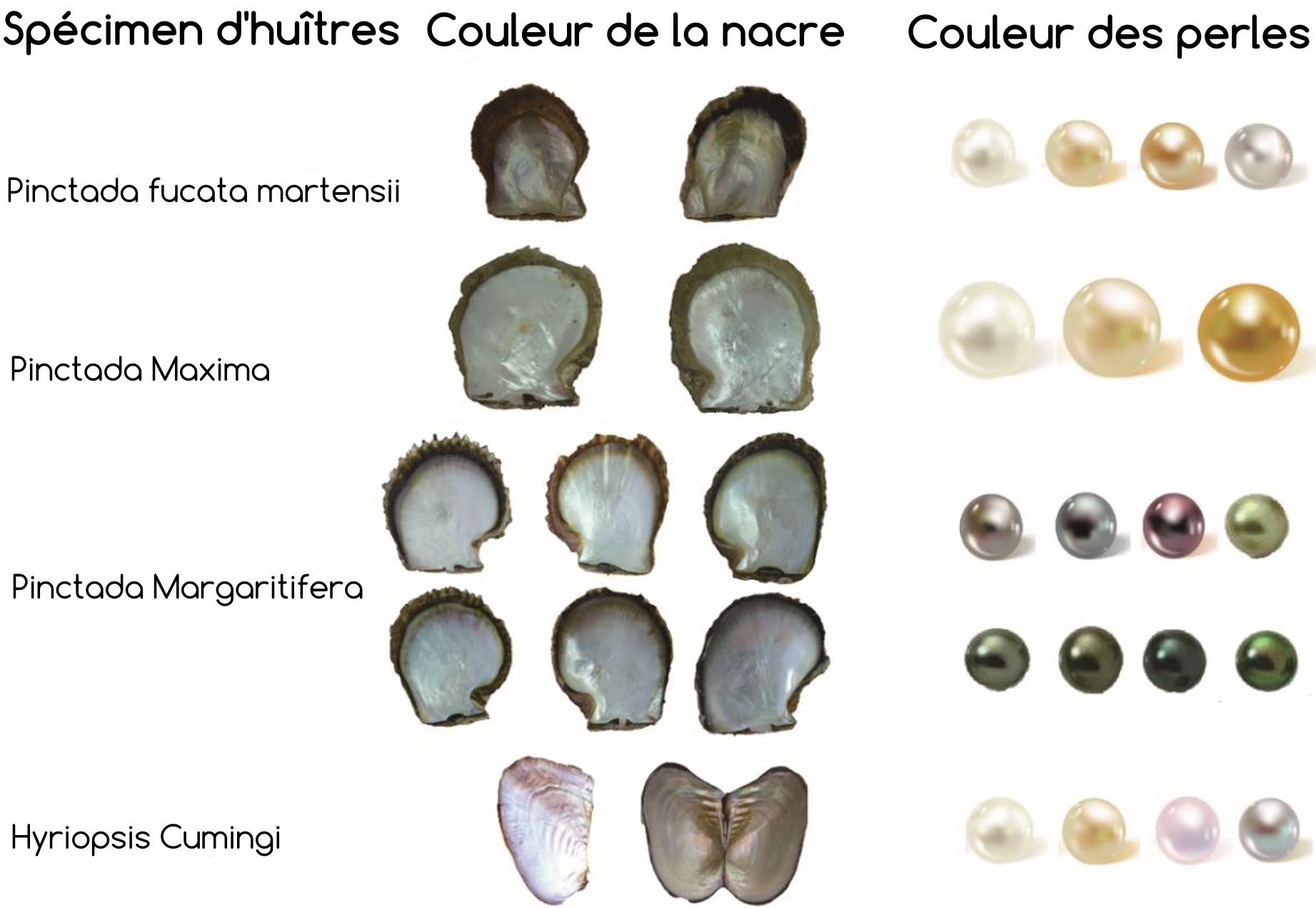 specimen et couleurs des huitres et perles de culture